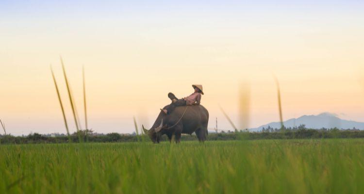 Ride a bicycle through the rice fields in Hoi An